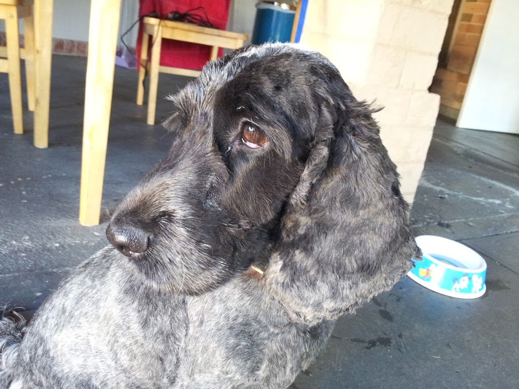 Fuzzy Pupz Dog Grooming | 161B The Round Dr, Avoca Beach NSW 2251, Australia | Phone: 0434 696 424 Fuzzy Pupz Dog Grooming | 161B The Round Dr, Avoca Beach NSW 2251, Australia | Phone: 0434 696 424