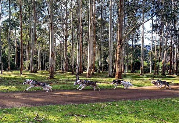 Sled Dog Adventures Tasmania | tourist attraction | 1322 Lonnavale Rd, Lonnavale TAS 7109, Australia | 0362660330 OR +61 3 6266 0330