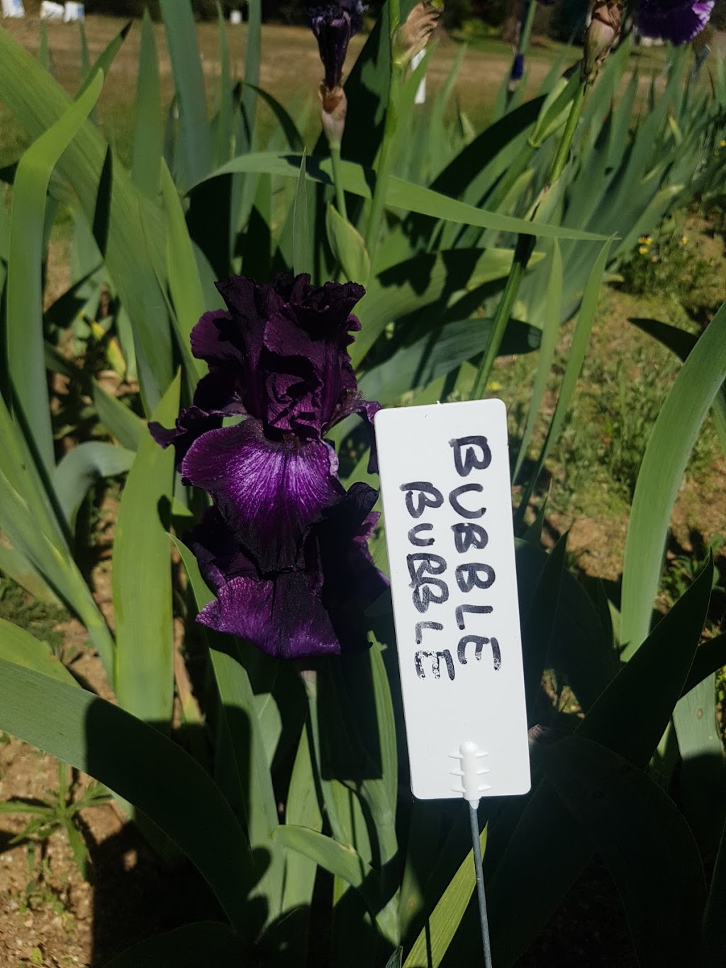 Riverina Iris Farm | park | 13 Sycamore Rd, Lake Albert NSW 2650, Australia | 0432777142 OR +61 432 777 142