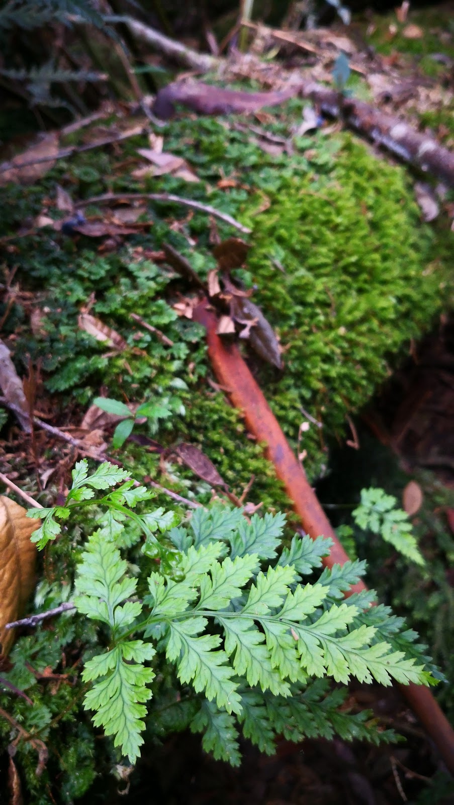 Errinundra Old Growth Forest Walk | park | Bendoc VIC 3888, Australia | 131963 OR +61 131963