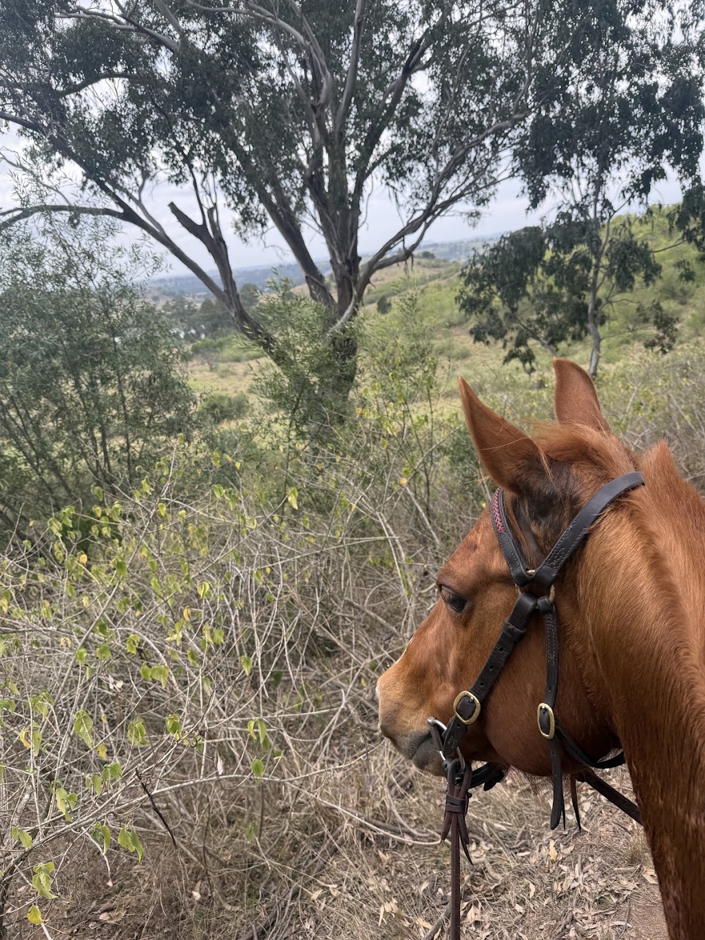 Herway horsemanship | 375 Burragorang Rd, Glenmore NSW 2570, Australia | Phone: 0478 191 104