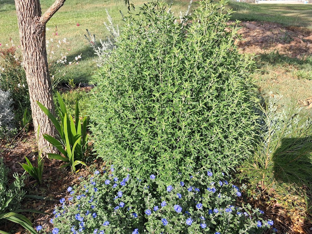 Astoz Plant Sales | 399 Windsor Dr, Mount Hallen QLD 4312, Australia | Phone: 0400 791 956
