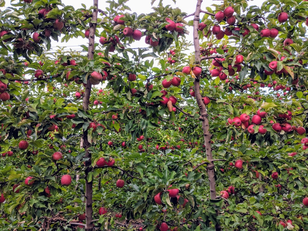 Sanders Apples (U-Pick and Tours) | 1020 Yarra Junction-Noojee Rd, Three Bridges VIC 3797, Australia | Phone: 0430 589 310