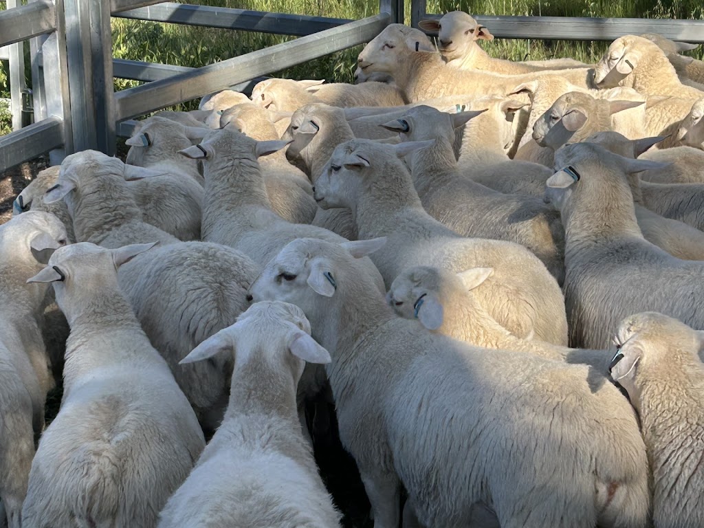 Jackmar Ultra white and Australian white sheep stud | 206 Old Avoca Rd, Maryborough VIC 3465, Australia | Phone: 0429 335 649