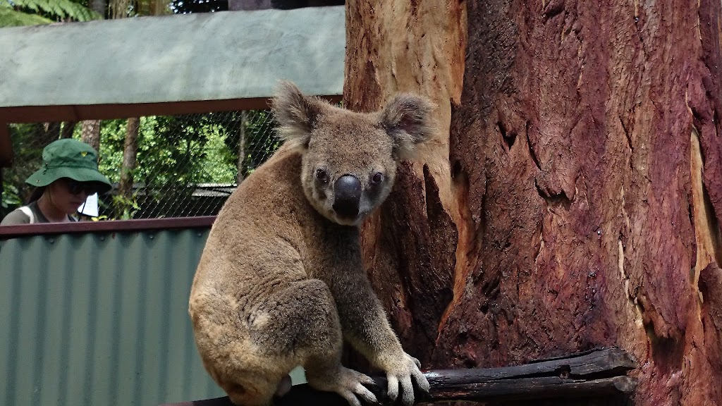 K9 River Retreat | 2 Armstrong Rd, Kuranda QLD 4881, Australia | Phone: 0437 504 519