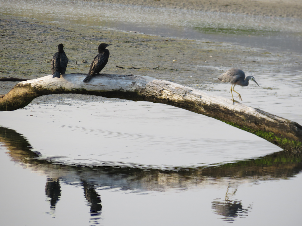 Orford Bird Sanctuary | 58 Tasman Hwy, Orford TAS 7190, Australia