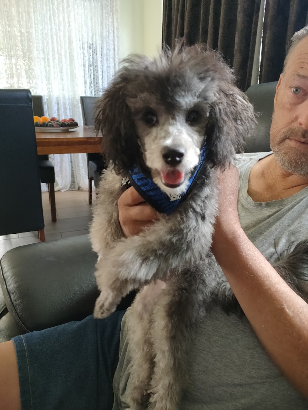 Kats Dog Grooming - Albion Park Rail | 16 Forest Oak Pl, Albion Park Rail NSW 2527, Australia | Phone: 0405 727 495