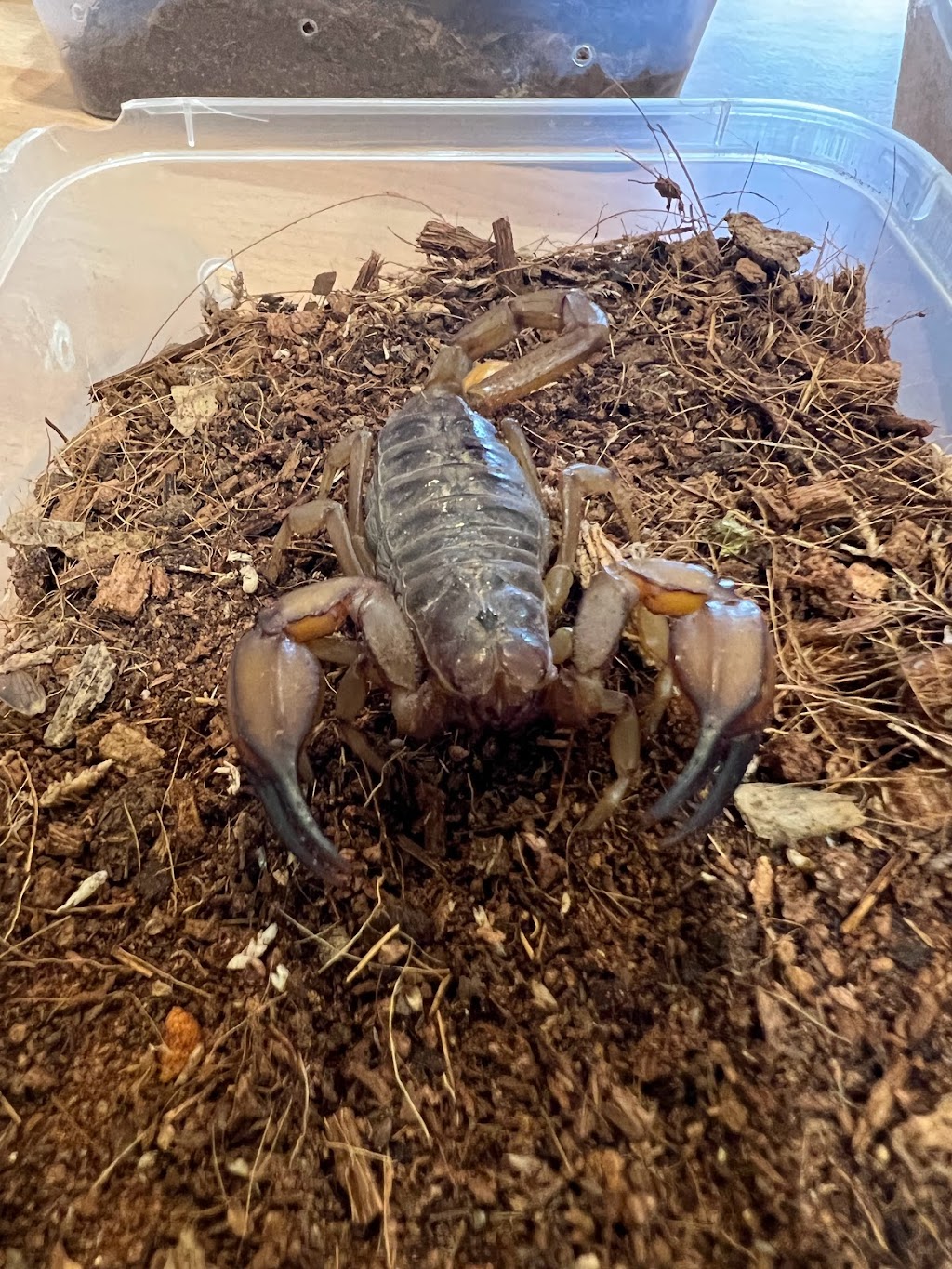 Totally Reptiles Vic Central | Unit 3/12 Lockwood Rd, Kangaroo Flat VIC 3555, Australia | Phone: (03) 5441 5870