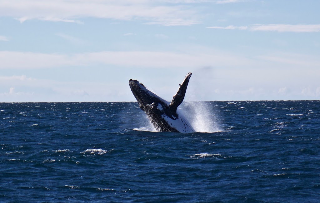 Dolphin Watch Cruises Jervis Bay | 50 Owen St, Huskisson NSW 2540, Australia | Phone: (02) 4441 6311