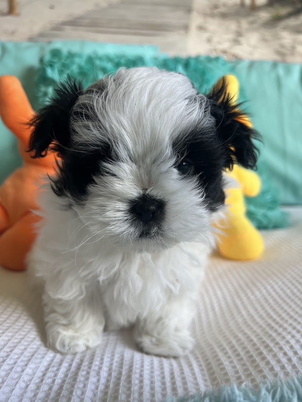 ICBOO- Inverness Breeder Of Companion Oodles | 4 Golf Links Rd, Glen Innes NSW 2370, Australia | Phone: 0421 351 649