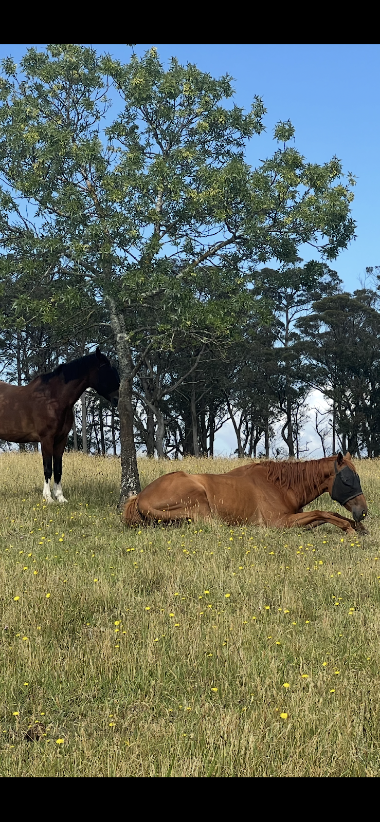 Fellowdale Farm | 62 Hayman Rd, Bundanoon NSW 2578, Australia | Phone: 0412 253 846