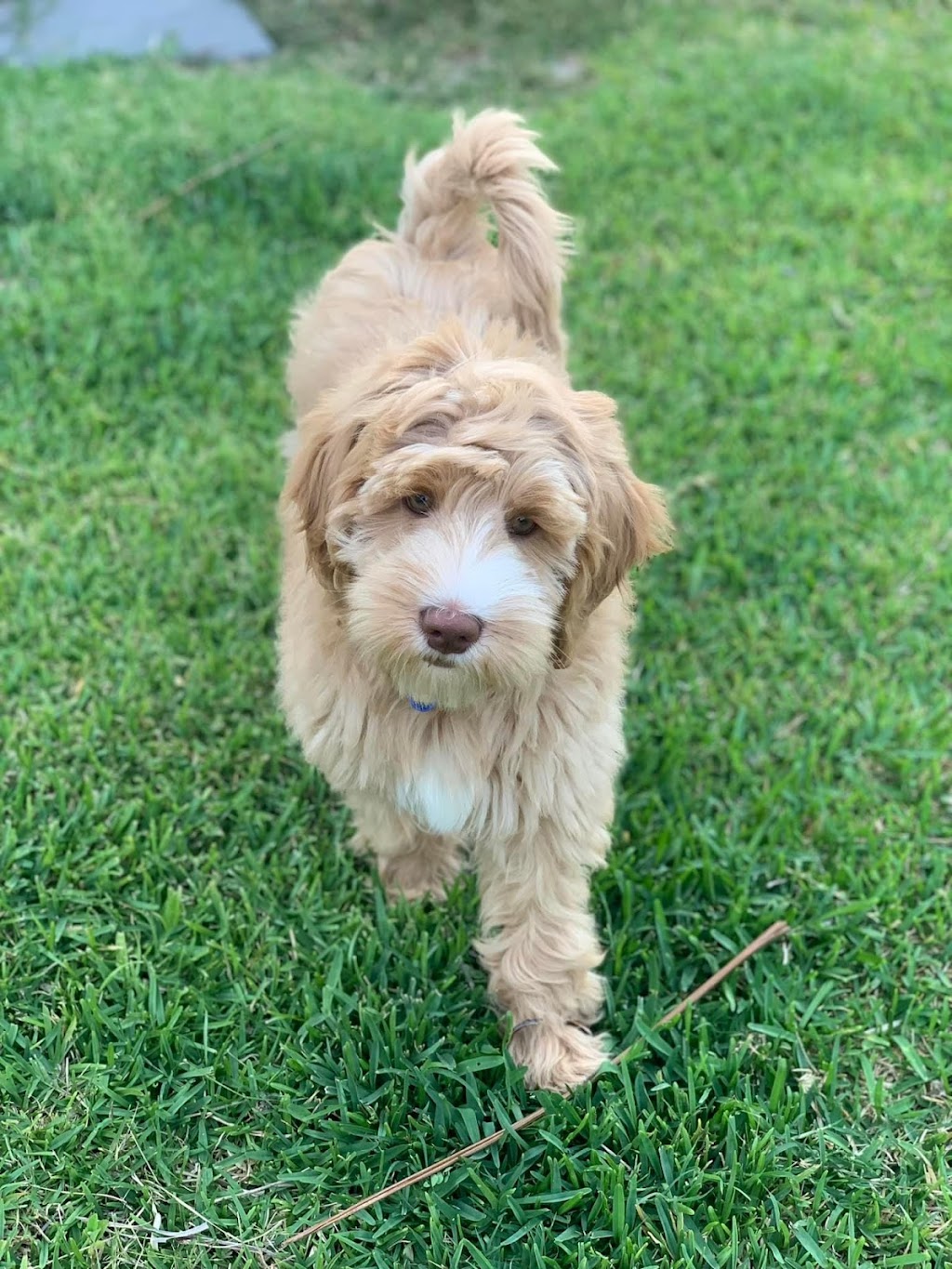 Scawoo Australian Cobberdogs | 6 Wren Ct, Regency Downs QLD 4341, Australia | Phone: 0490 785 514