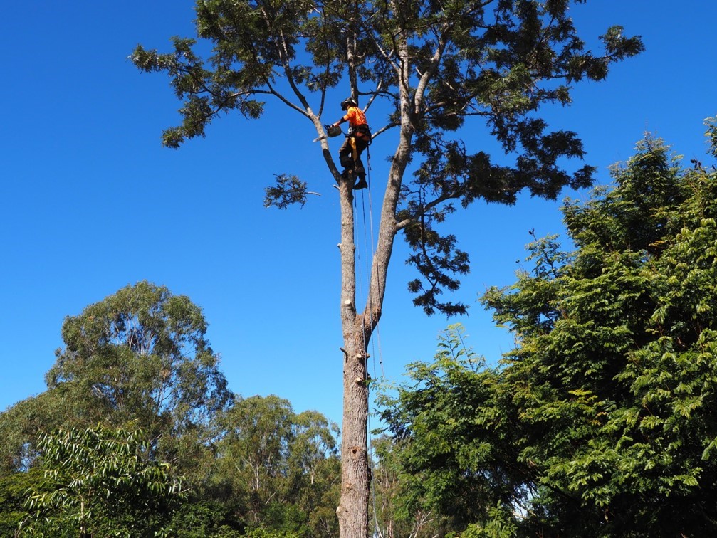 Monkey Business Tree Service | Nambour Bli Bli Road, Bli Bli QLD 4560, Australia | Phone: 0415 142 911