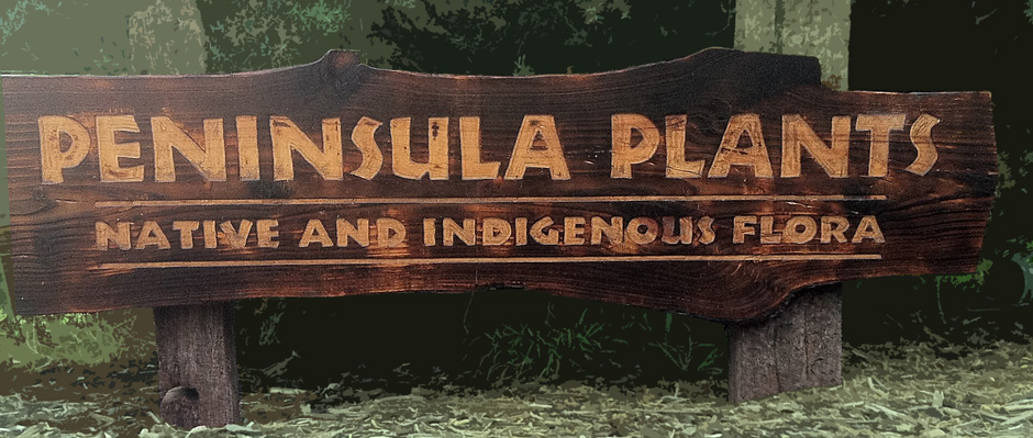 Peninsula Plants Indigenous Nursery | 34 Placadena Rd, Fingal VIC 3939, Australia | Phone: 0407 466 523