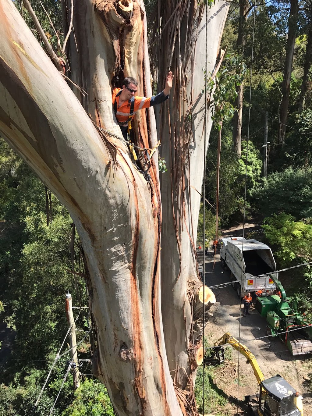 Ace Tree Management | 185/191 Liverpool Rd, Kilsyth VIC 3137, Australia | Phone: 0408 121 104