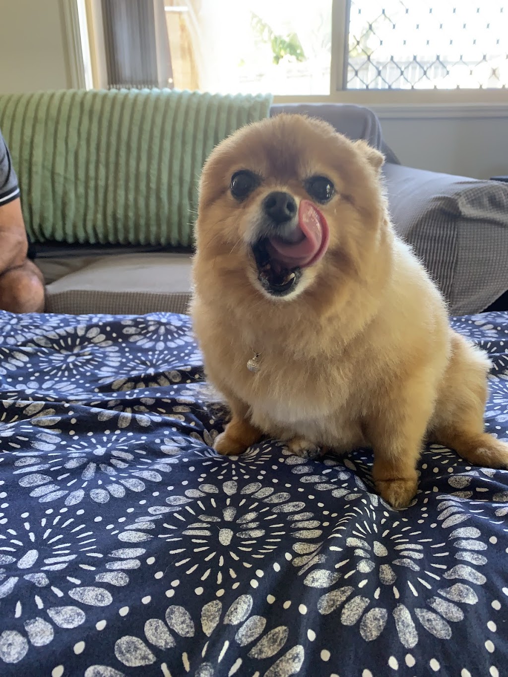 Dog L’amour Grooming | 43 Flinders St, Redbank Plains QLD 4301, Australia | Phone: 0460 588 303