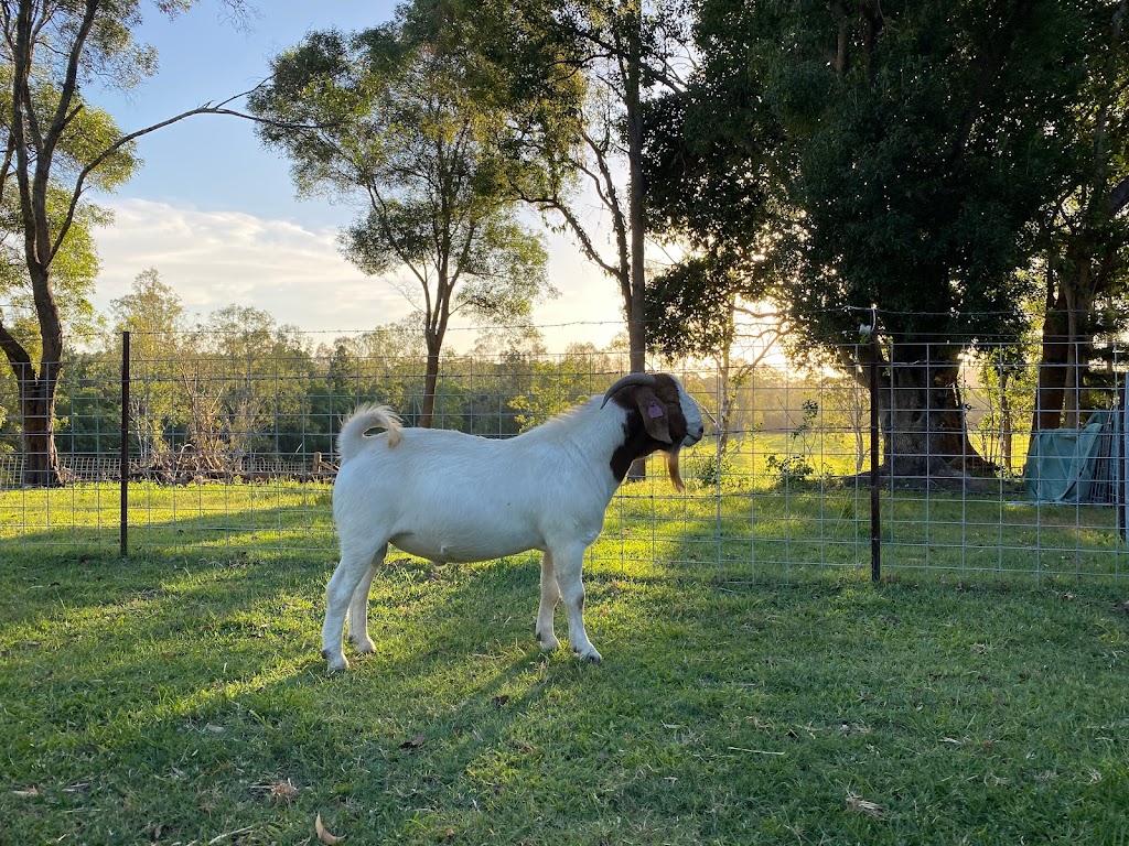 Livielia Boers Goat Stud | 1800 Noosa Rd, Traveston QLD 4570, Australia | Phone: 0407 713 202