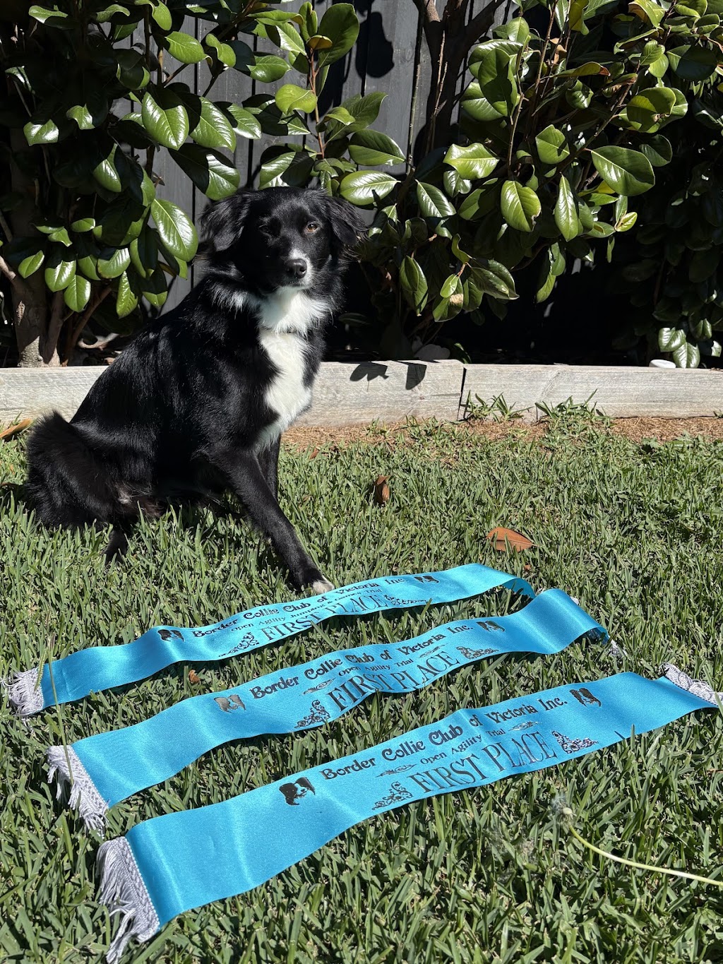 Dogs and Bonds - Professional Dog Trainer | 8B Kenlon St, Bentleigh East VIC 3165, Australia | Phone: 0468 044 646