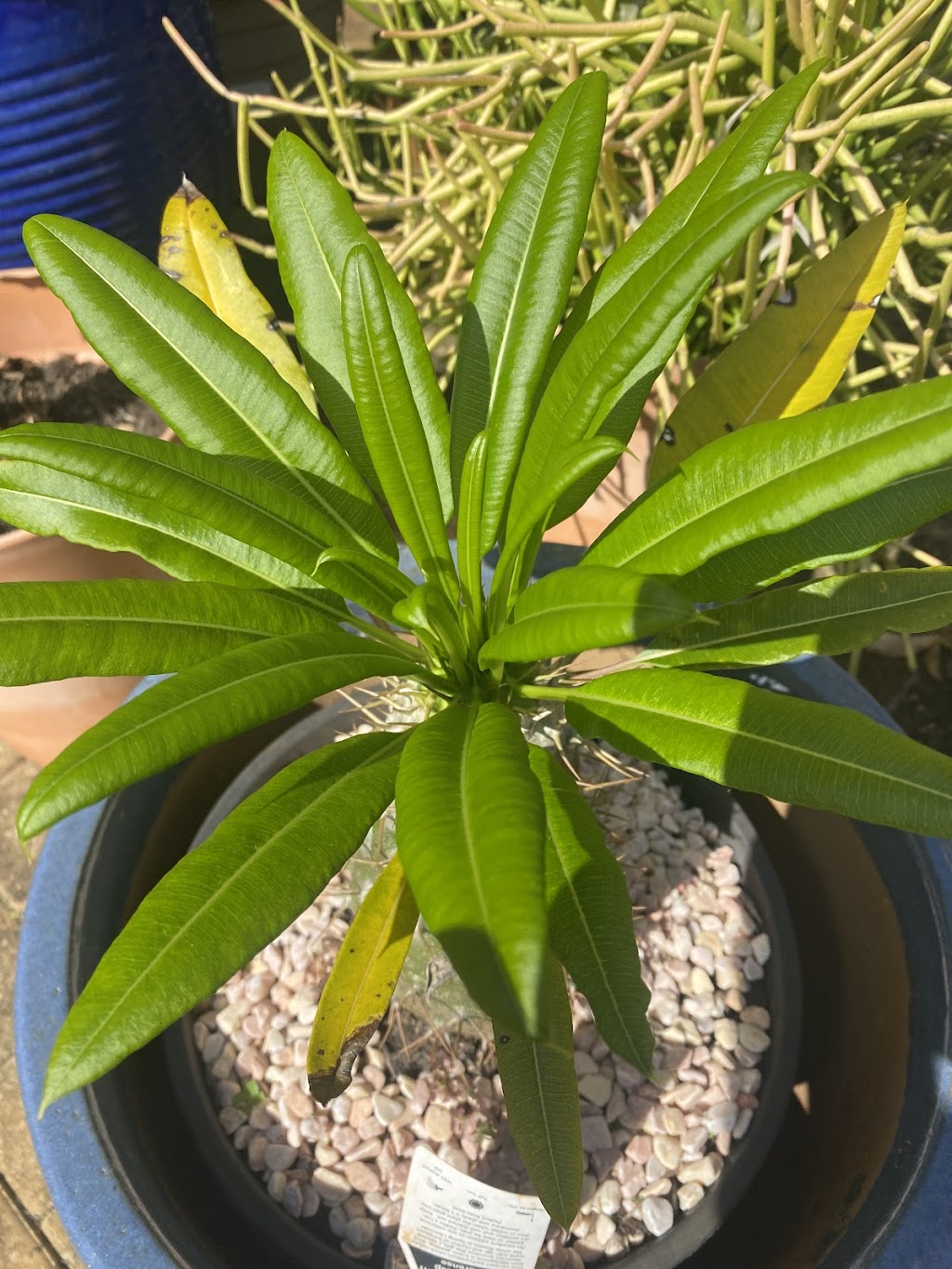 ISLAND HORTICULTURE ACPS | 12 Cooee Cres, Macleay Island QLD 4184, Australia | Phone: (07) 3409 4152