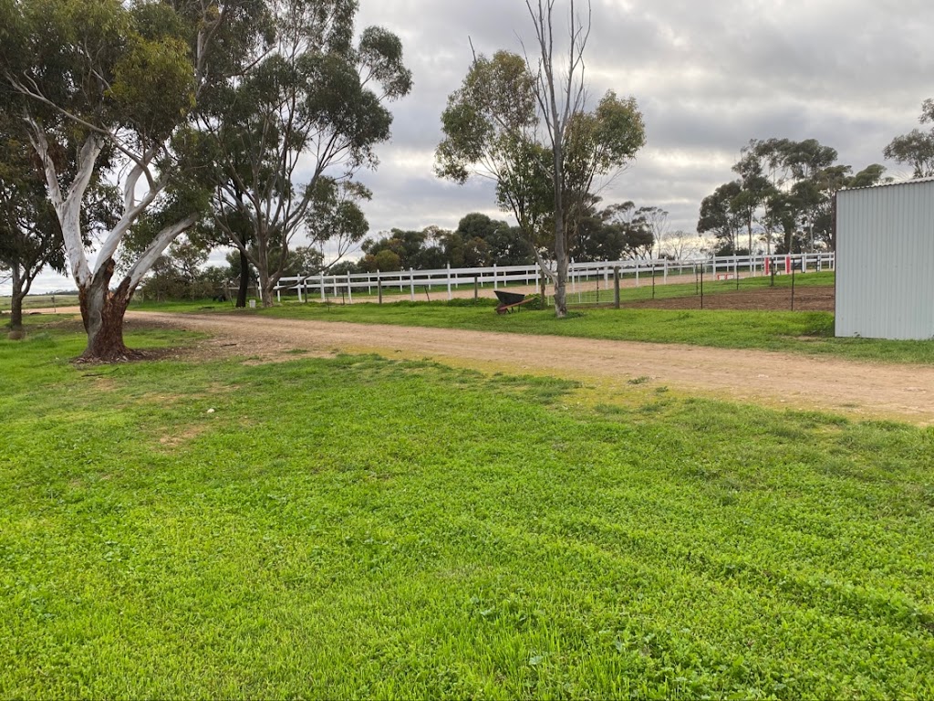 NikSta Horse & Rider Training | 672 Temby Rd, Two Wells SA 5501, Australia | Phone: 0412 872 432