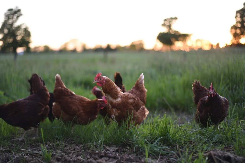 Yolked Up - Farm Fresh Eggs | 561 Holden Rd, Plumpton VIC 3336, Australia | Phone: 0437 517 288