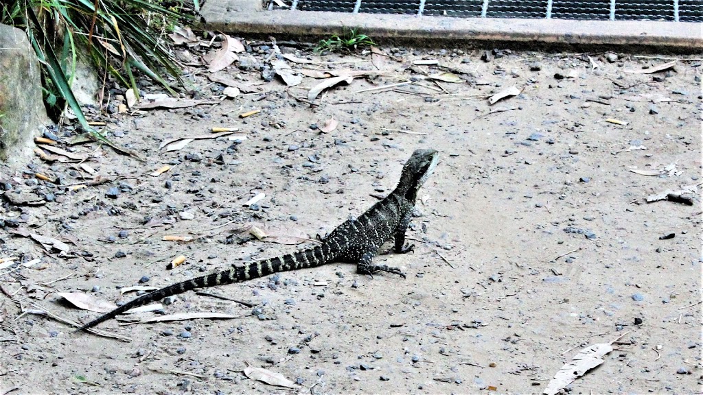 Curlew Camp Artists Walk | park | Mosman NSW 2088, Australia