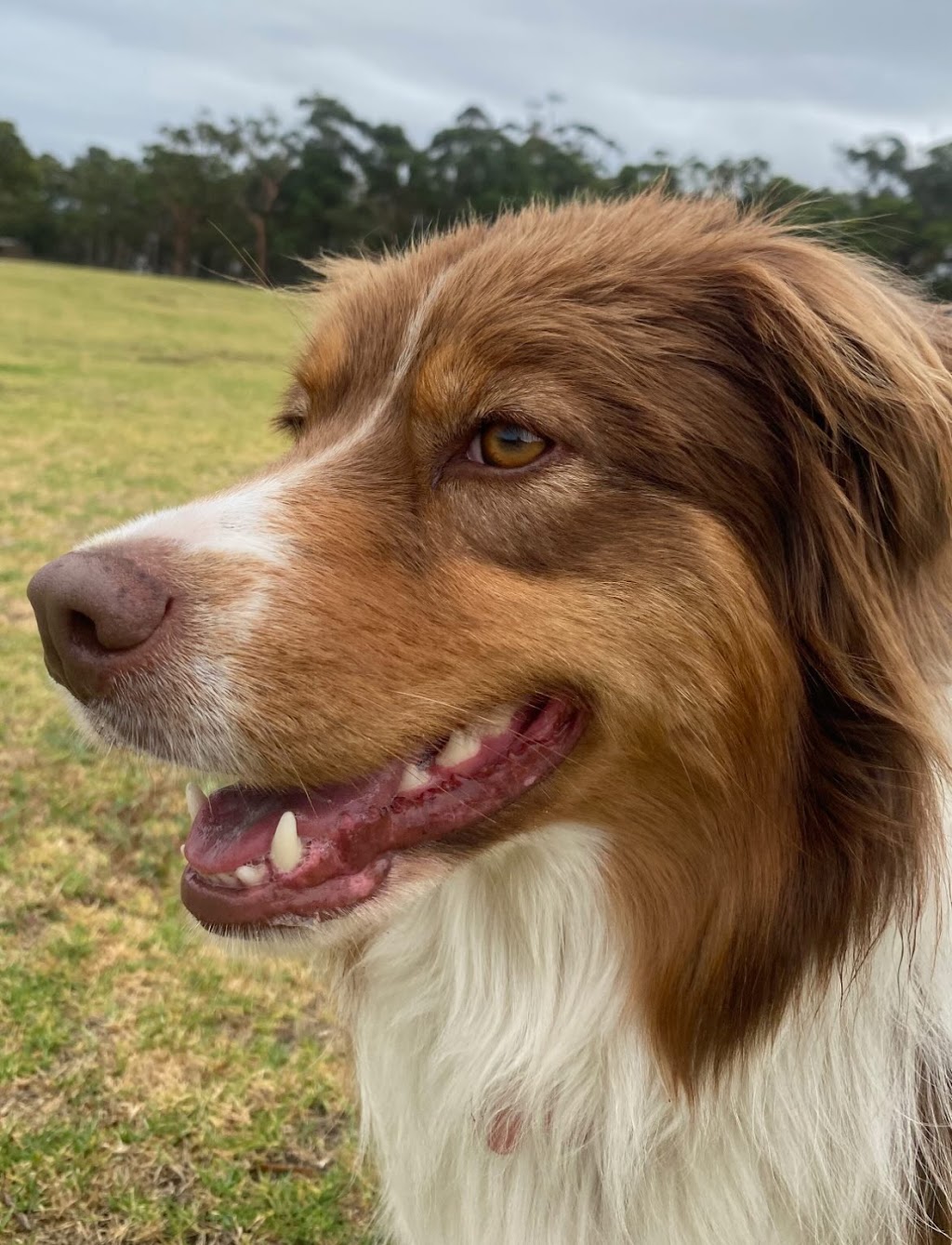 Wags Petcare | Cromer Rd, Cromer NSW 2099, Australia | Phone: 0426 171 191