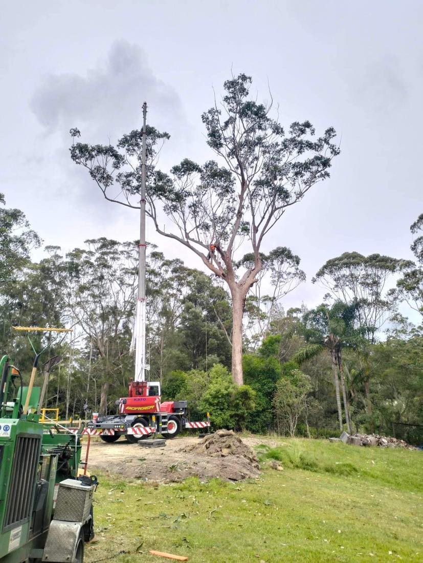 Tall Timbers Tree Solutions | 45 Leumeah Ave, Chain Valley Bay NSW 2259, Australia | Phone: 0424 712 292