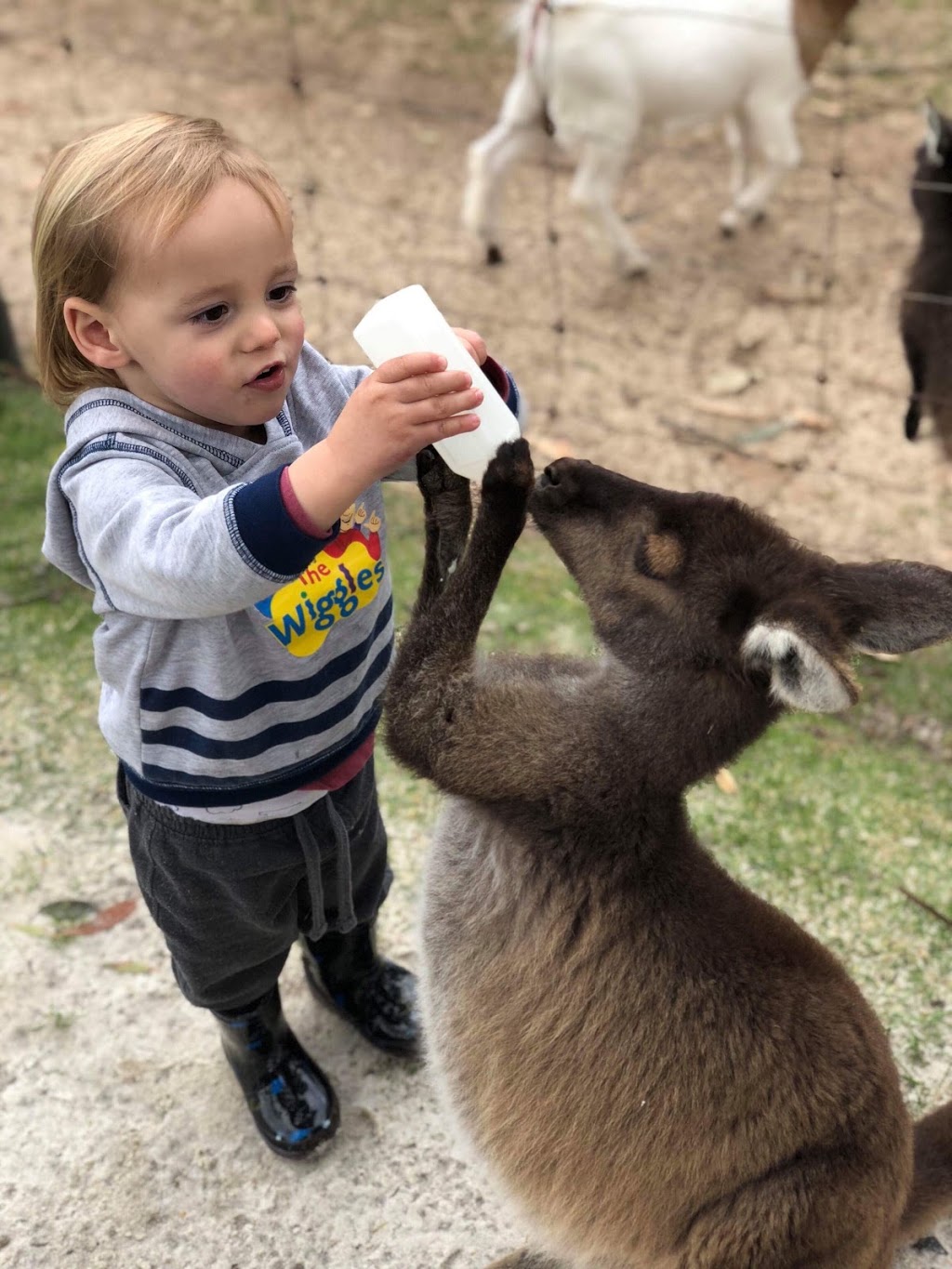 Denmark Animal Farm & Pentland Alpaca Stud | 2019 Scotsdale Rd, Denmark WA 6333, Australia | Phone: (08) 9840 9262