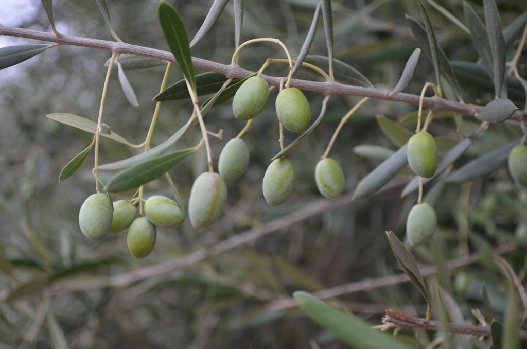 Upper Murray Olives | 335 River Rd, Welaregang NSW 2642, Australia | Phone: 0412 486 838