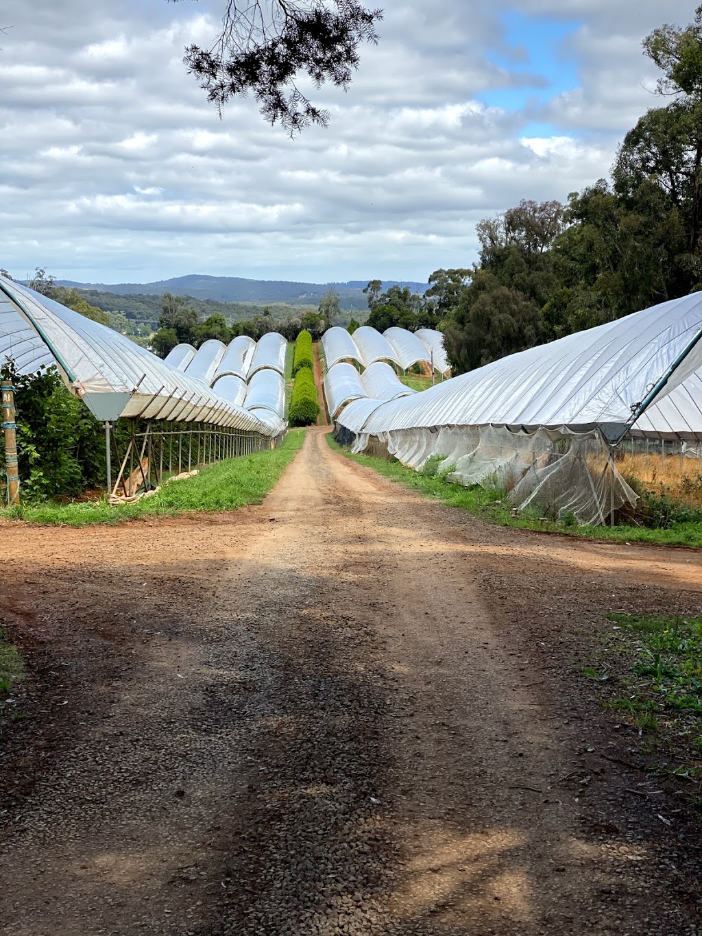 The Big Berry |  | 925 Gembrook-Launching Pl Rd, Hoddles Creek VIC 3139, Australia | 0359674413 OR +61 3 5967 4413