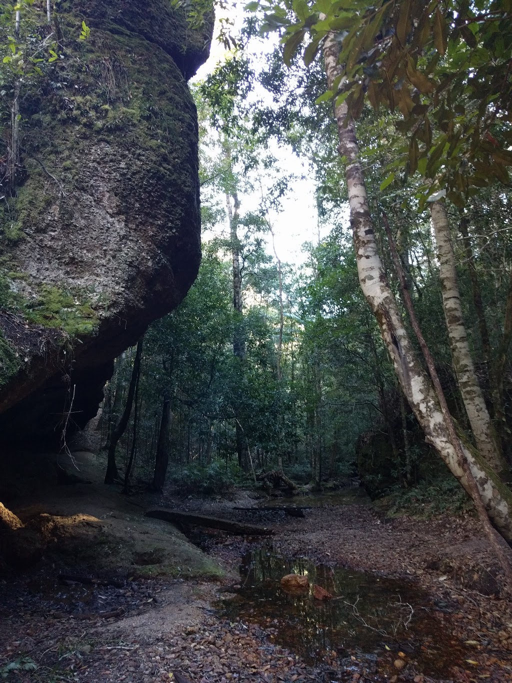 Newbys Creek Walk & Caves | gym | Newbys Creek Rd, Lansdowne Forest NSW 2430, Australia