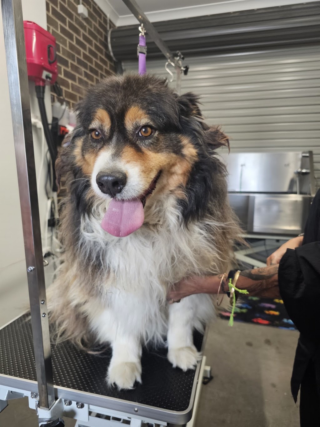 Pooch Pamper Grooming | 515 Wallan Rd, Whittlesea VIC 3757, Australia | Phone: 0432 328 644