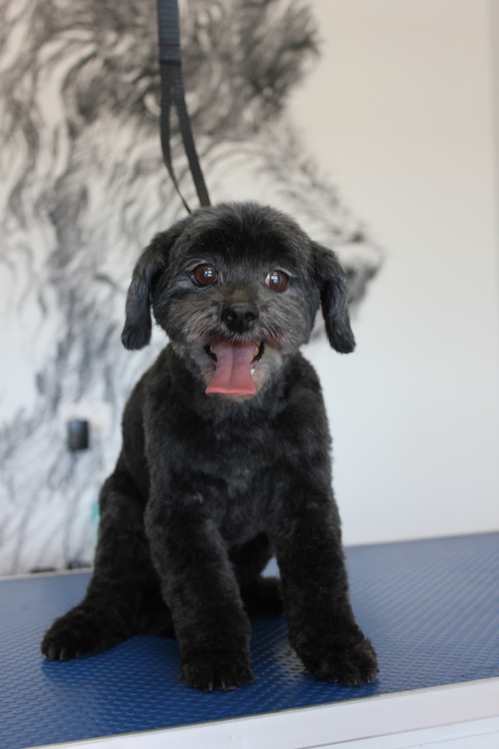Dribble & Drool Dog Grooming | 13 Georgia Cl, Tooradin VIC 3980, Australia | Phone: 0447 821 234