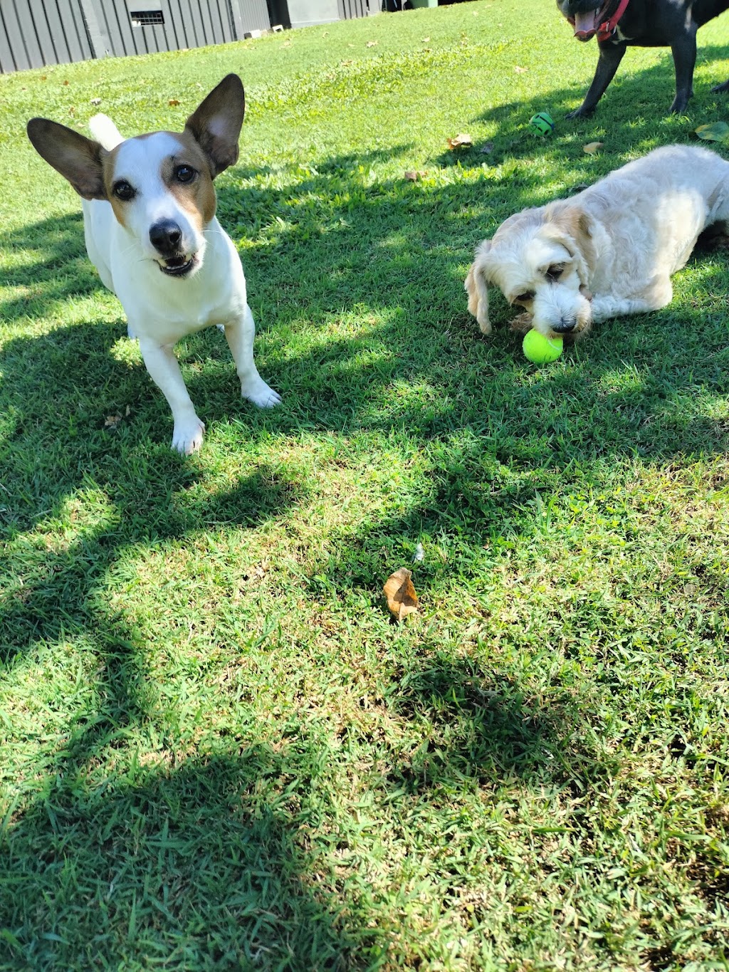 Little dog sitting Home away from home | Woogaroo St, Goodna QLD 4300, Australia | Phone: 0428 992 240