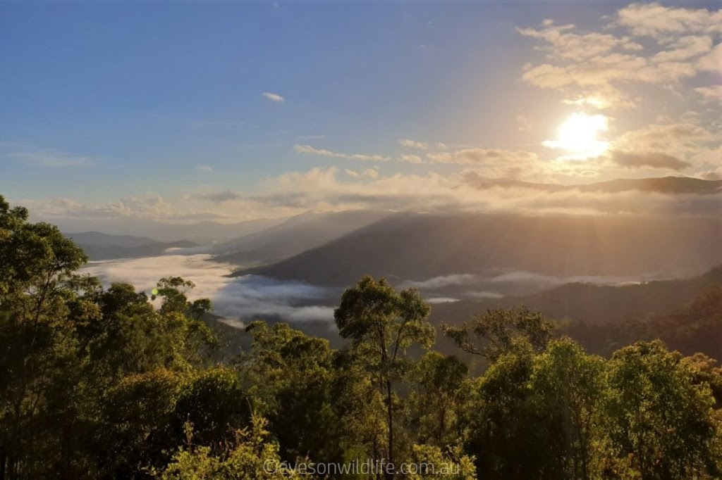 Eyes on Wildlife Birding & Wildlife Tours - Atherton - Australia | 2 Jessop Rd, Atherton QLD 4883, Australia | Phone: 0439 817 214