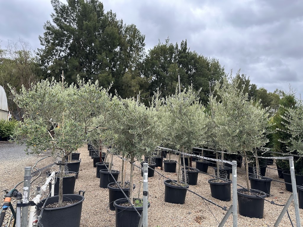 Botanic Nursery | 5 Lower Homestead Rd, Wonga Park VIC 3115, Australia | Phone: 0439 445 028