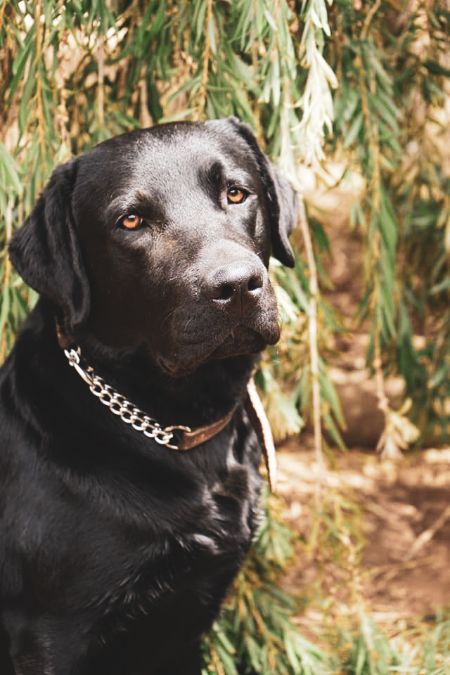 Tapua Labrador Retrievers | Rankin St, Woodstock NSW 2793, Australia | Phone: 0429 399 341