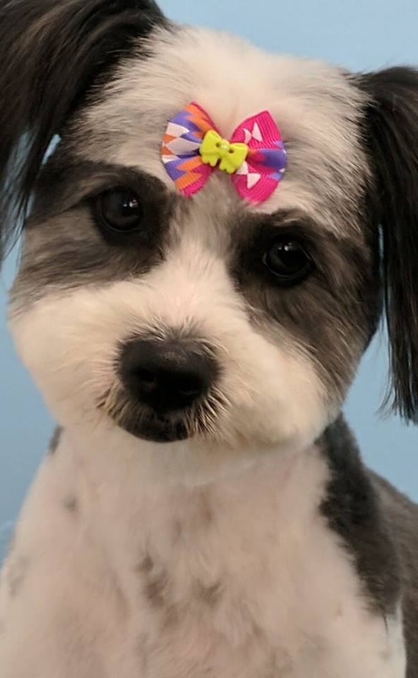 Blue Ribbon Dog Grooming | store | 25 Gulfview Rd, Christies Beach SA 5165, Australia | 0883260799 OR +61 8 8326 0799