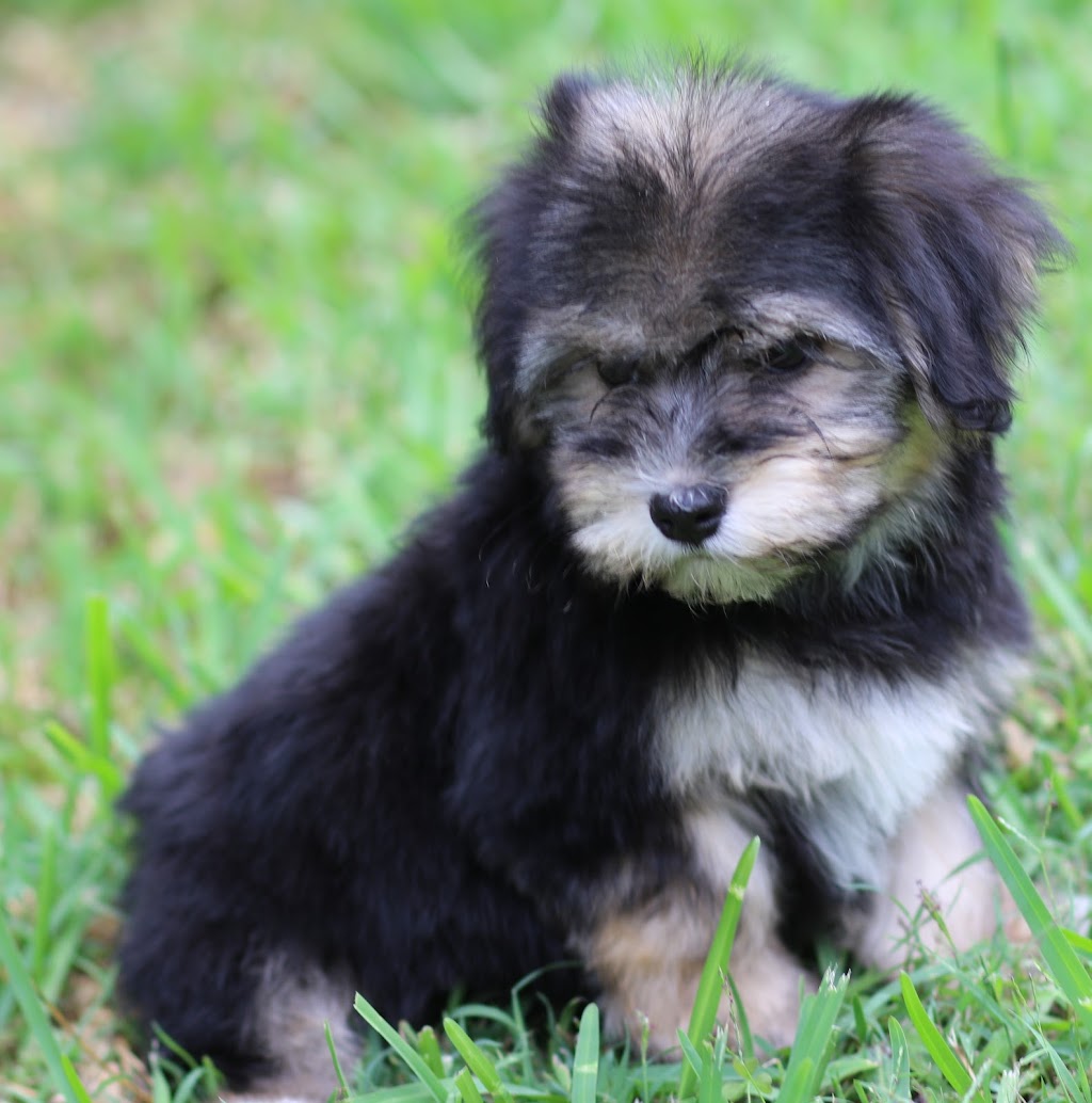 Hashki Havanese | Minerva Rd, Wedderburn NSW 2560, Australia | Phone: 0412 188 989