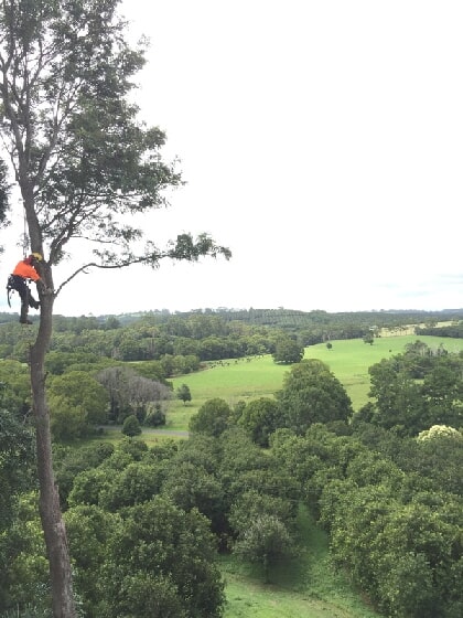 Tallow Tree Services - Byron Bay | 225 Lismore Rd, Bangalow NSW 2479, Australia | Phone: 0401 208 797