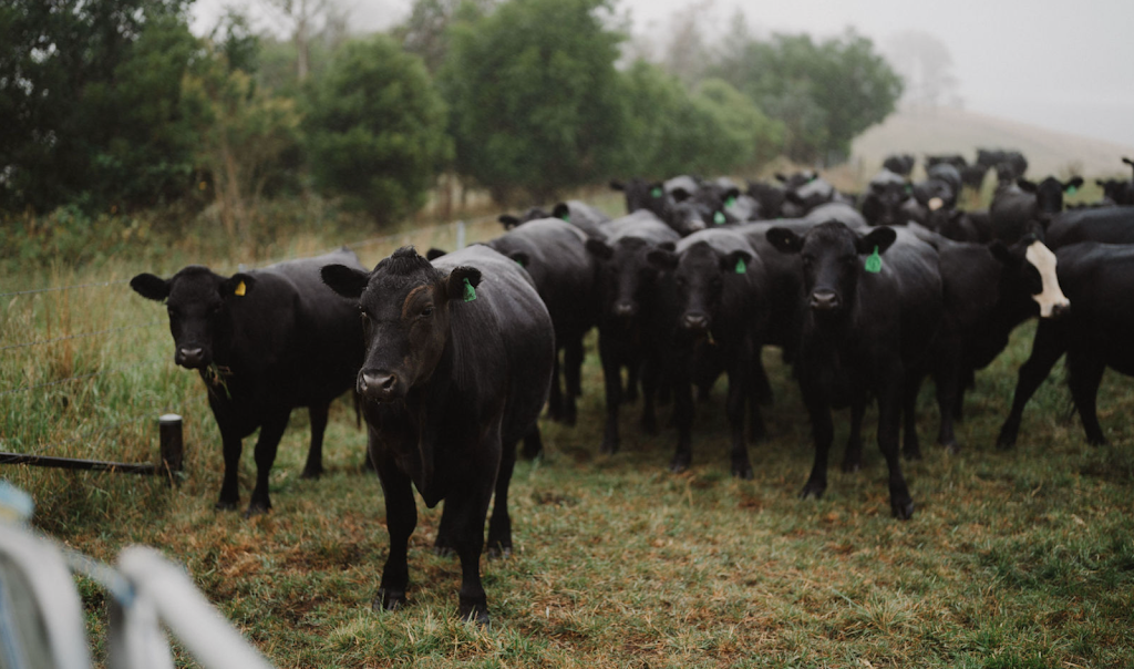 Ardmore Events | Wombeyan Caves Rd, Woodlands NSW 2575, Australia | Phone: 0402 217 842