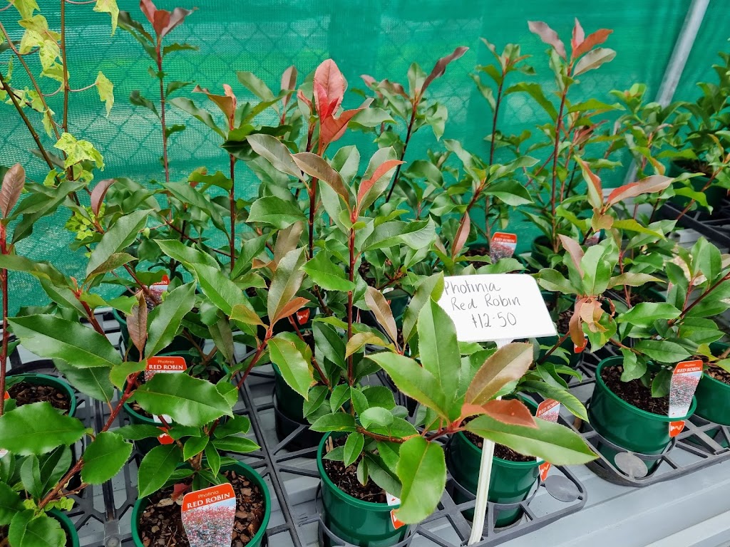 Tamborine Mountain Nursery | 176 Long Rd, Tamborine Mountain QLD 4271, Australia | Phone: (07) 5545 4999