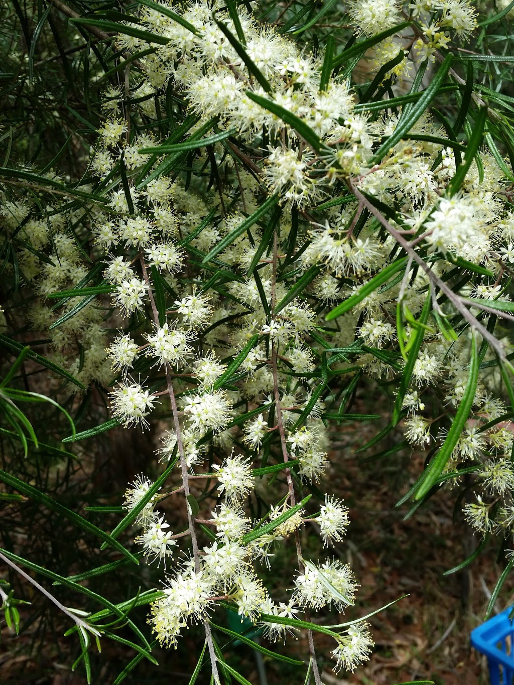 Glenbrook Native Plant Reserve | park | Great Western Hwy, Glenbrook NSW 2773, Australia | 0247398597 OR +61 2 4739 8597