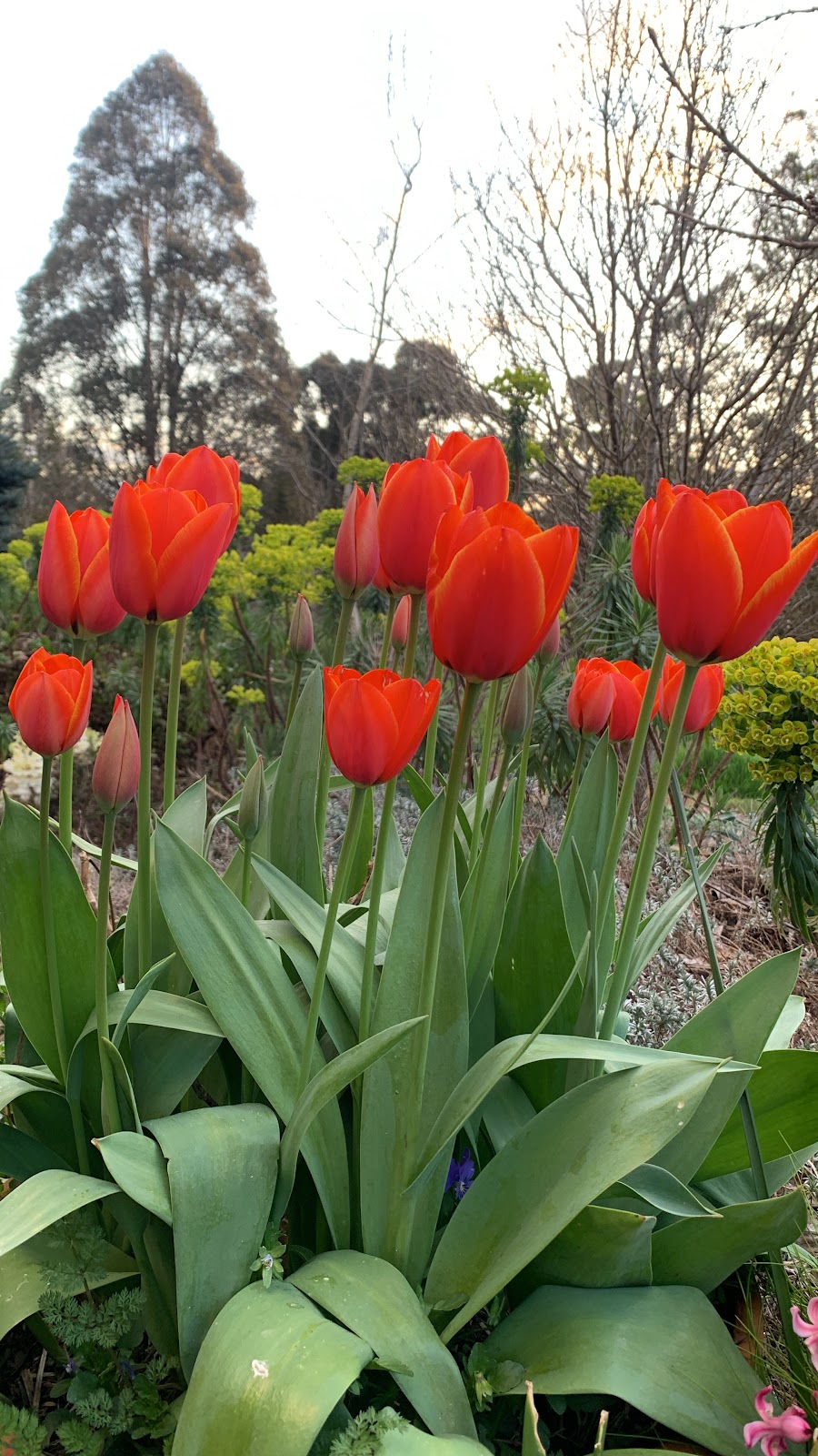 Wild Meadows Garden | 243A Coxs River Rd, Little Hartley NSW 2790, Australia | Phone: 0439 070 670