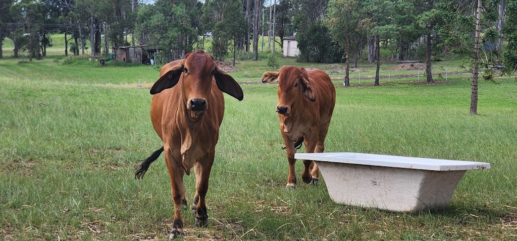 Nandini Gau Shala | Mulgoa Rd, Mulgoa NSW 2745, Australia | Phone: 0430 151 455