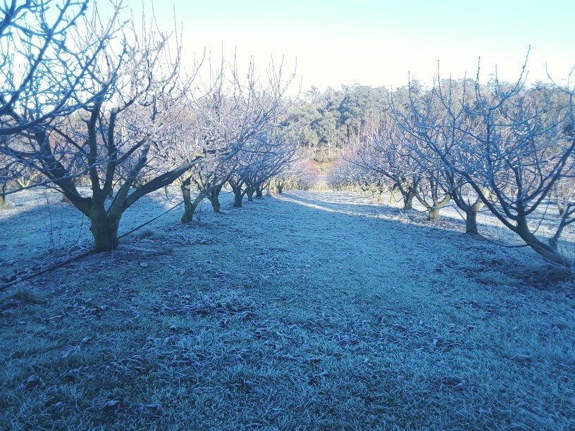 East Tamar Cherries |  | 2280 E Tamar Hwy, Mount Direction TAS 7252, Australia | 0409215791 OR +61 409 215 791