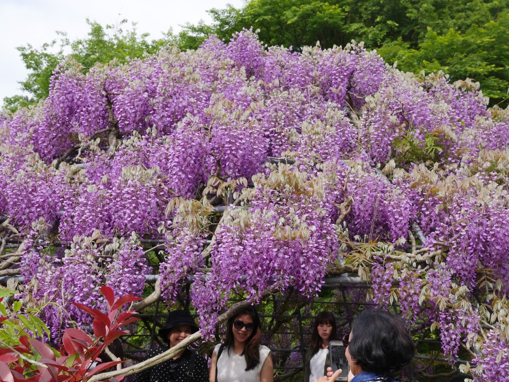 Goryu Japanese Gardens Japanese Theme Gardens | 85 Baaners Ln, Little Hartley NSW 2790, Australia | Phone: (02) 6355 2140
