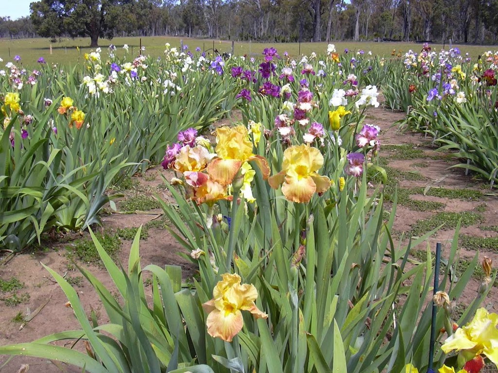 Iris and daylily farm | lot 3729 Collie East road, Bowelling via Collie WA 6225, Australia | Phone: (08) 9732 2149