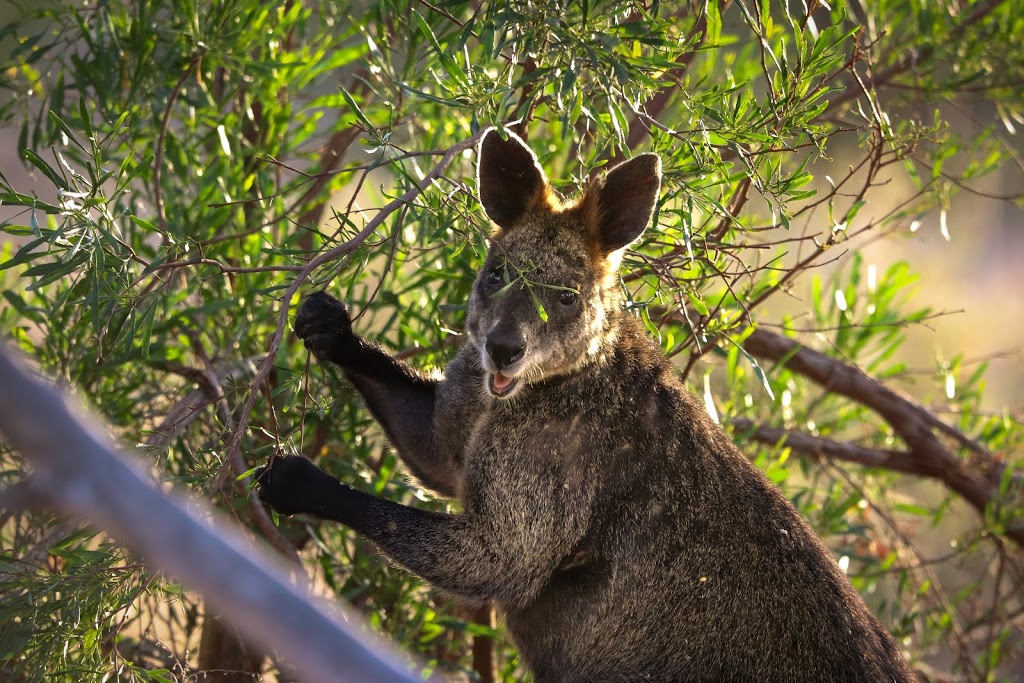 Mount Monster Conservation Park | park | Mount Monster Rd, Keith SA 5267, Australia | 0887622340 OR +61 8 8762 2340